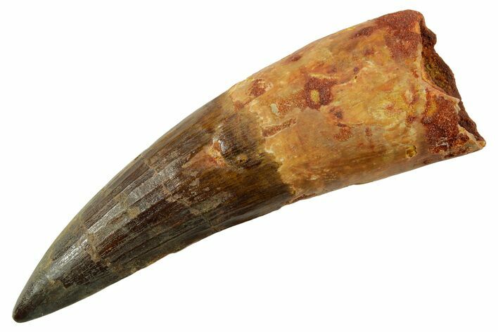 Real Spinosaurus Tooth - Huge Dinosaur Tooth #380945